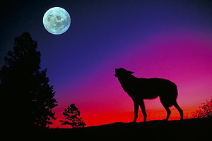 Wolf RV Mural for the back of your RV by the Square Foot NOT Laminated